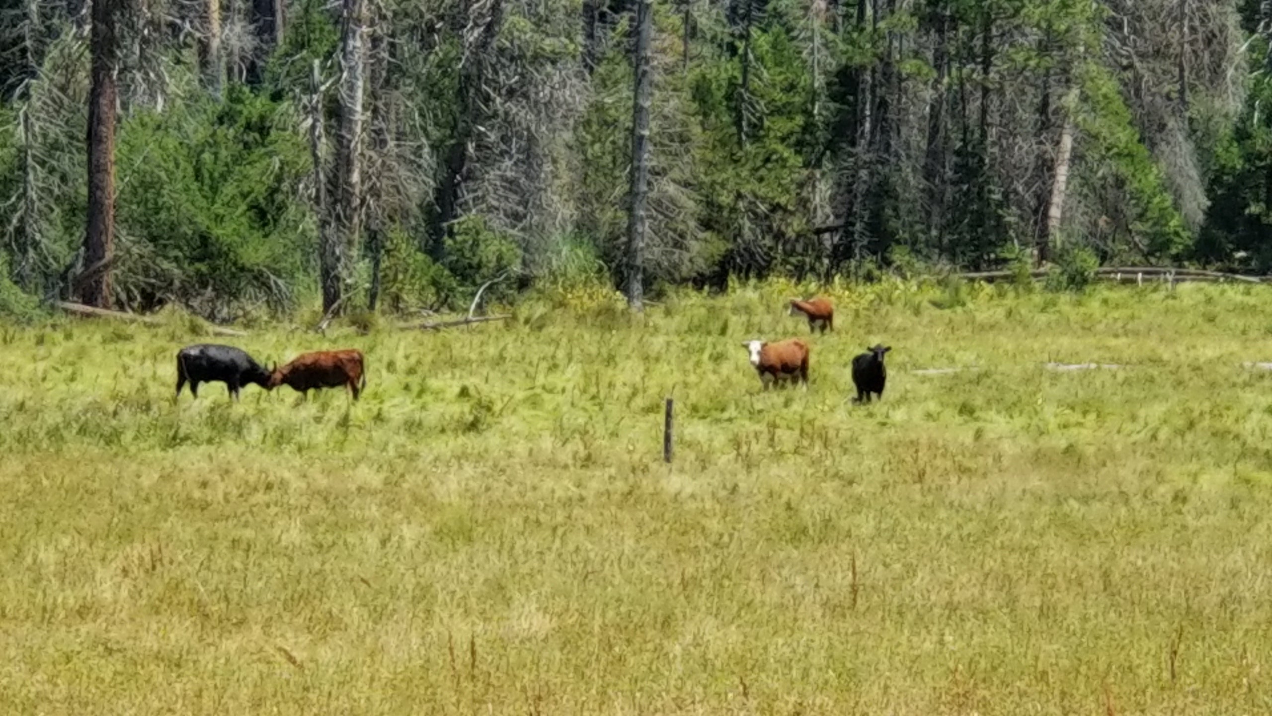 Cows in the nearby meadow.