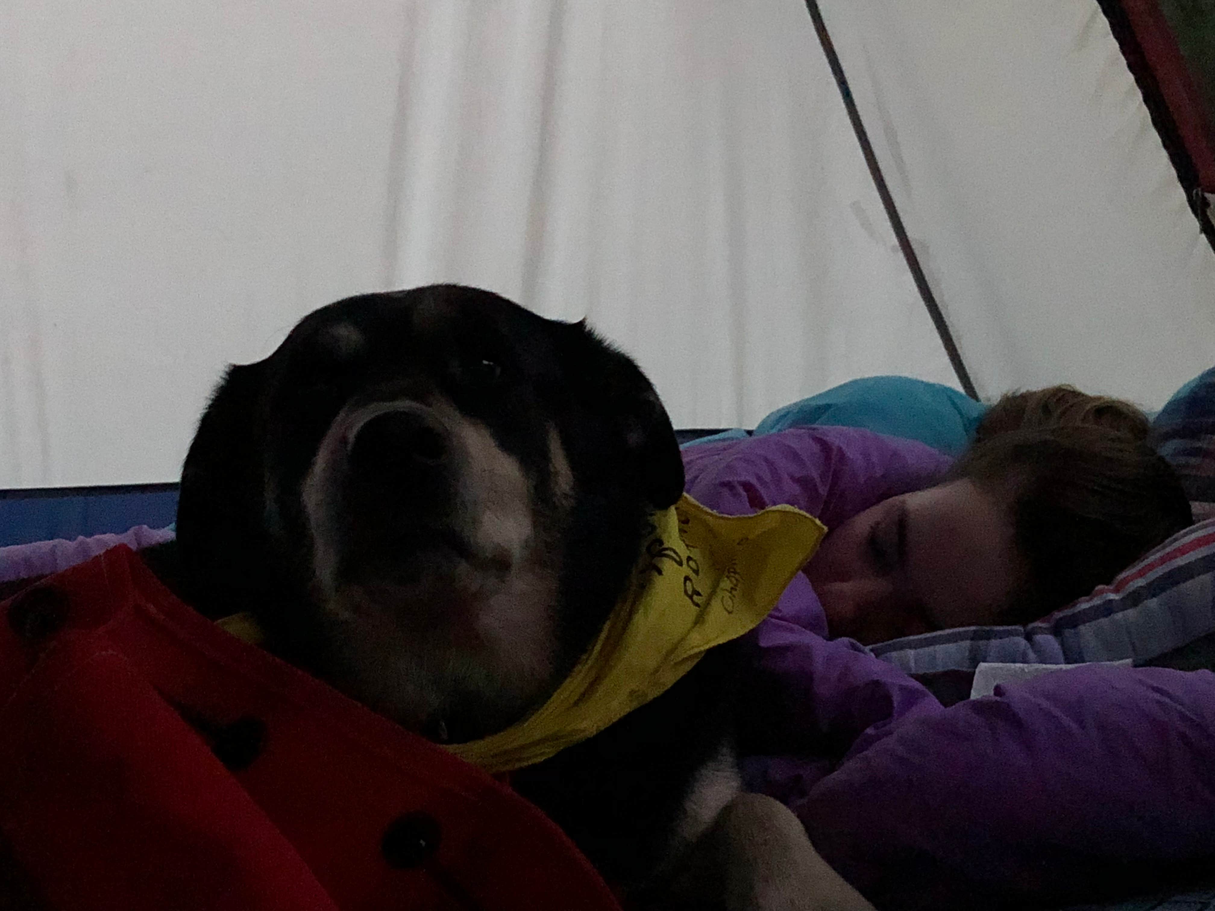 Bill  G.'s photo of camping with pets at Rocky Gap State Park Campground in Maryland