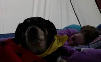 Bill G.'s photo of camping with pets at Rocky Gap State Park Campground near Cumberland, MD
