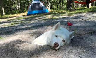 Amy C.'s photo of camping with pets at Goshen Pond — Wharton State Forest near Toms River, NJ