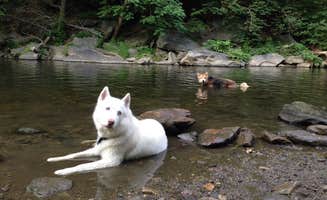 Amy C.'s photo of camping with pets at Godfrey Bridge — Wharton State Forest near Beachwood, NJ