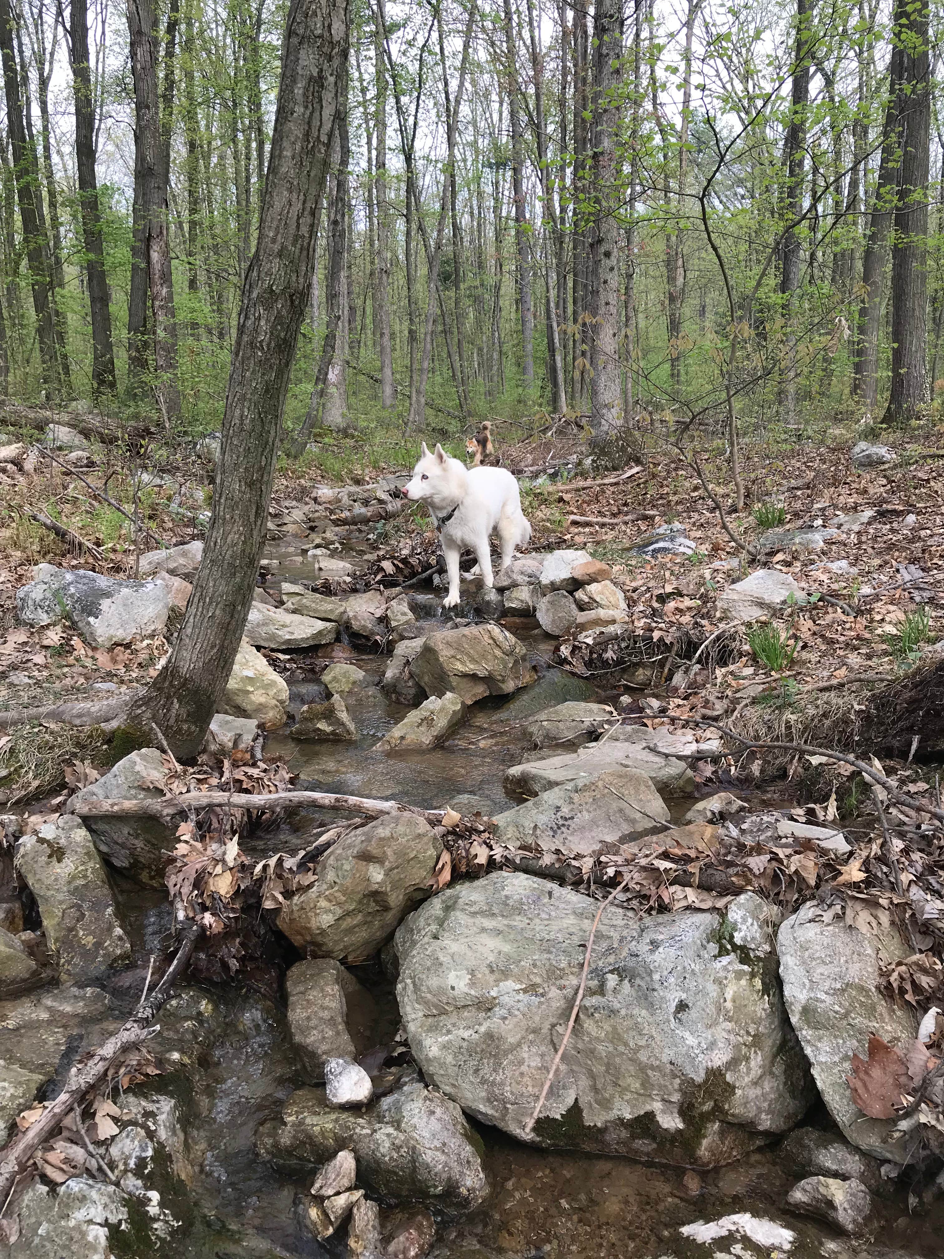 Amy C.'s photo of camping with pets at Blue Rocks Family Campground near Reading, PA