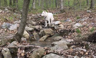 Amy C.'s photo of camping with pets at Blue Rocks Family Campground near Reading, PA