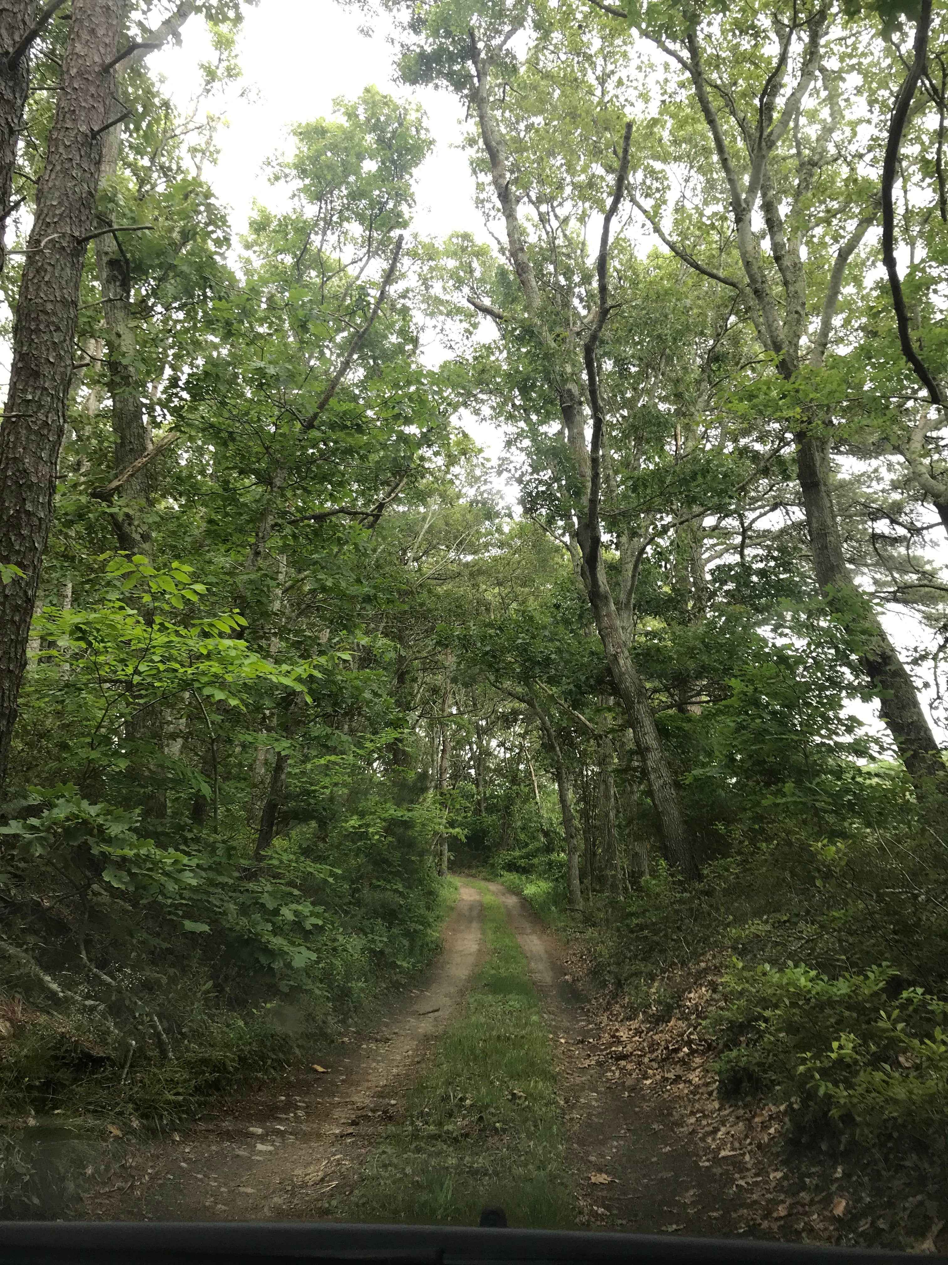 Camper submitted image from Marthas Vineyard Family Campground - 3