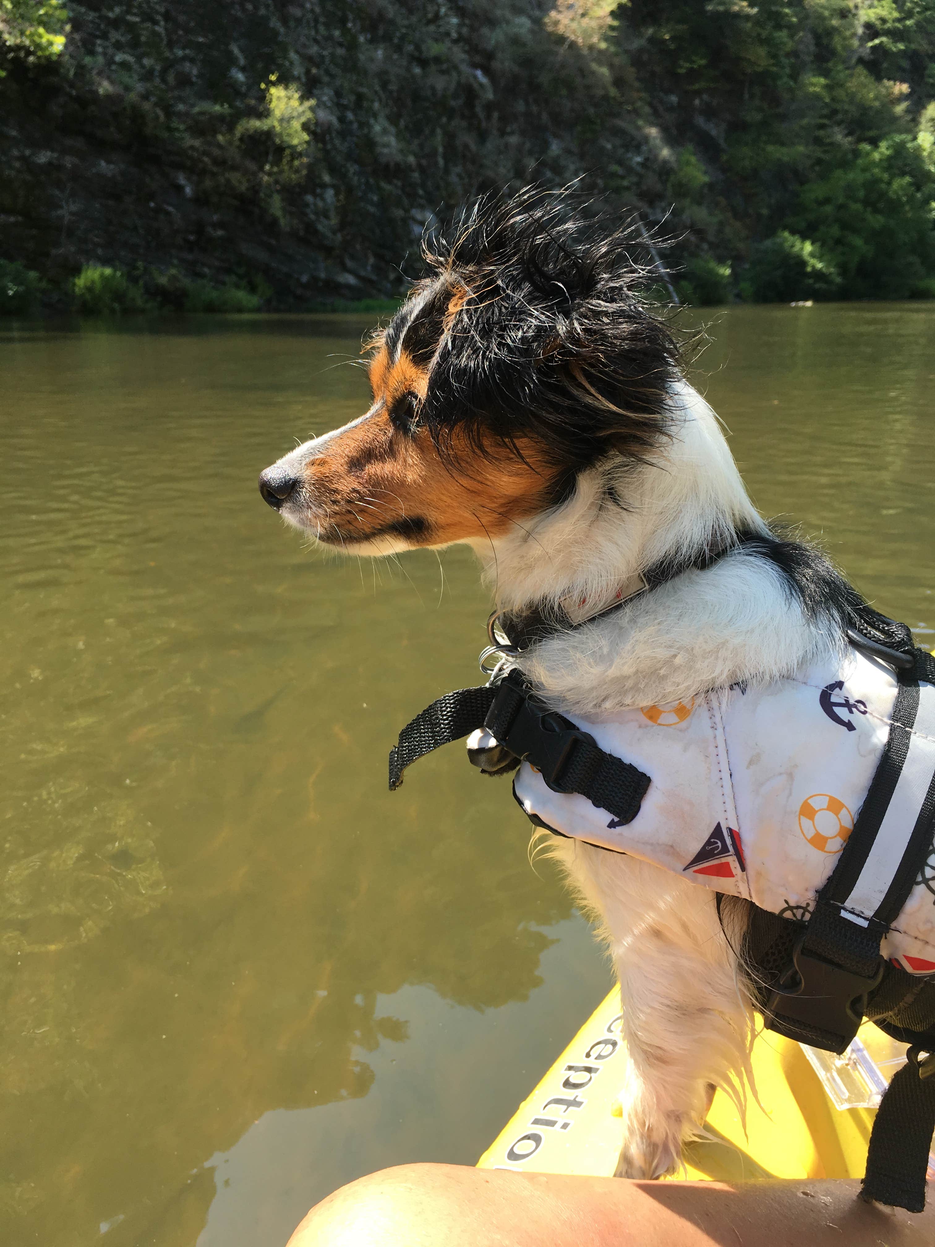 Carrie K.'s photo of camping with pets at Beavers Bend State Park Campground near New Boston, TX