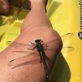 Review photo of Beavers Bend State Park Campground by Carrie K., July 31, 2018
