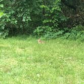 Review photo of Wading Pines Camping Resort by Amy C., July 31, 2018