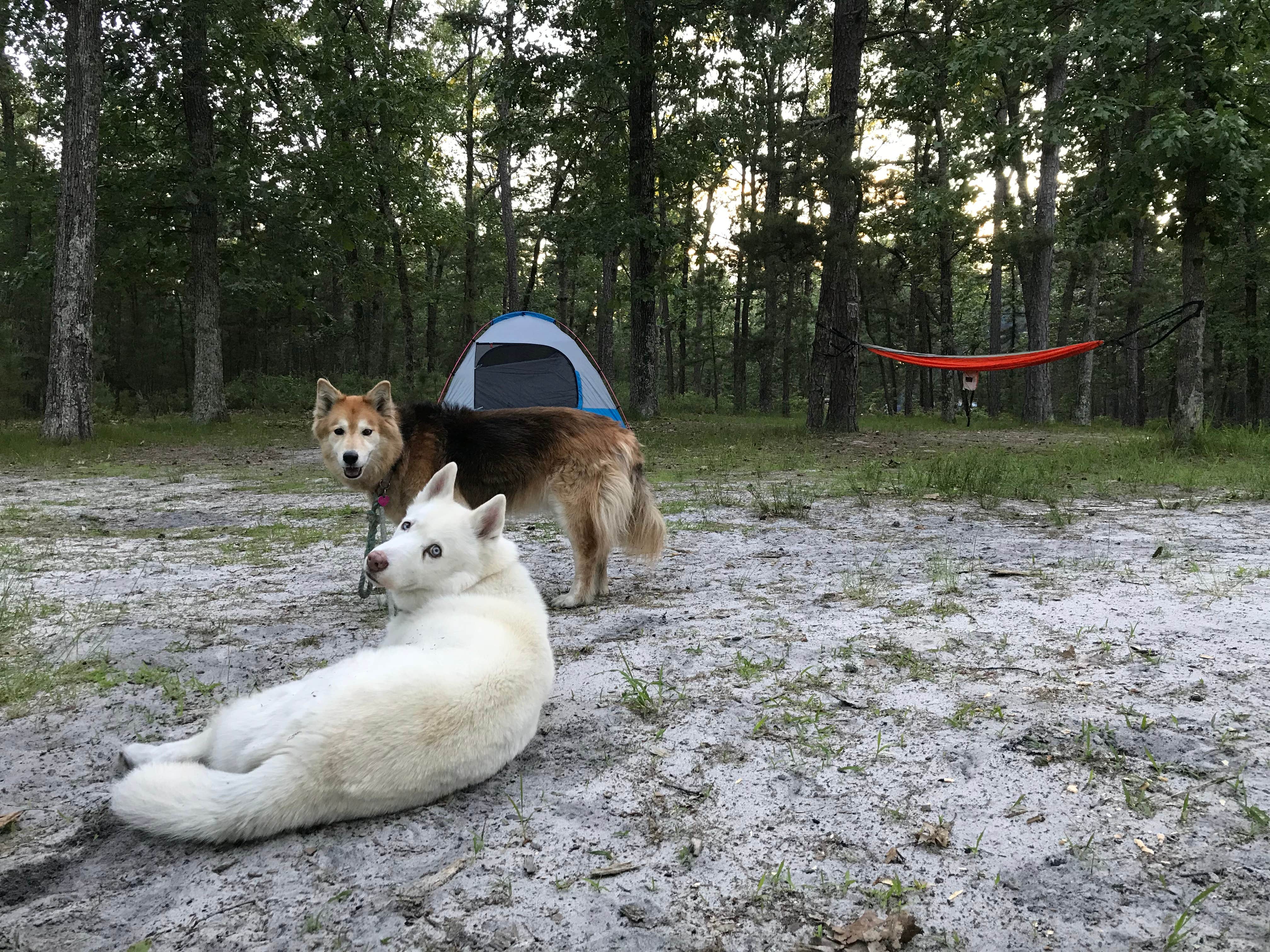 Camper-submitted photo at Wading Pines Camping Resort near Lacey, NJ