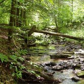 Review photo of Red House Area — Allegany State Park State Park by Jeremy H., July 28, 2016