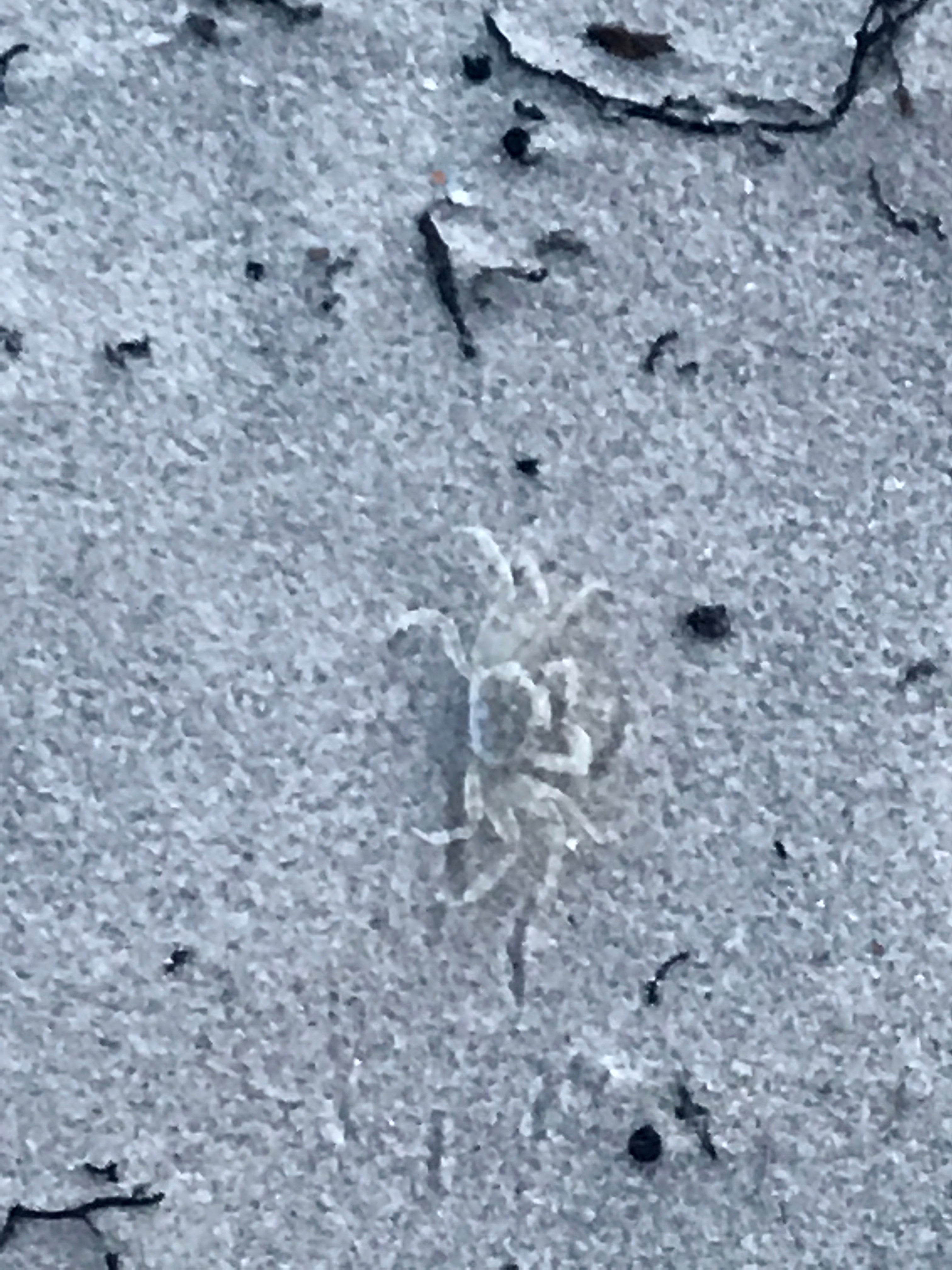 These little near transparent crabs are everywhere on the beach and make little holes.  If you watch long enough you will see them dig and create a new world to hide through the heat of the day.