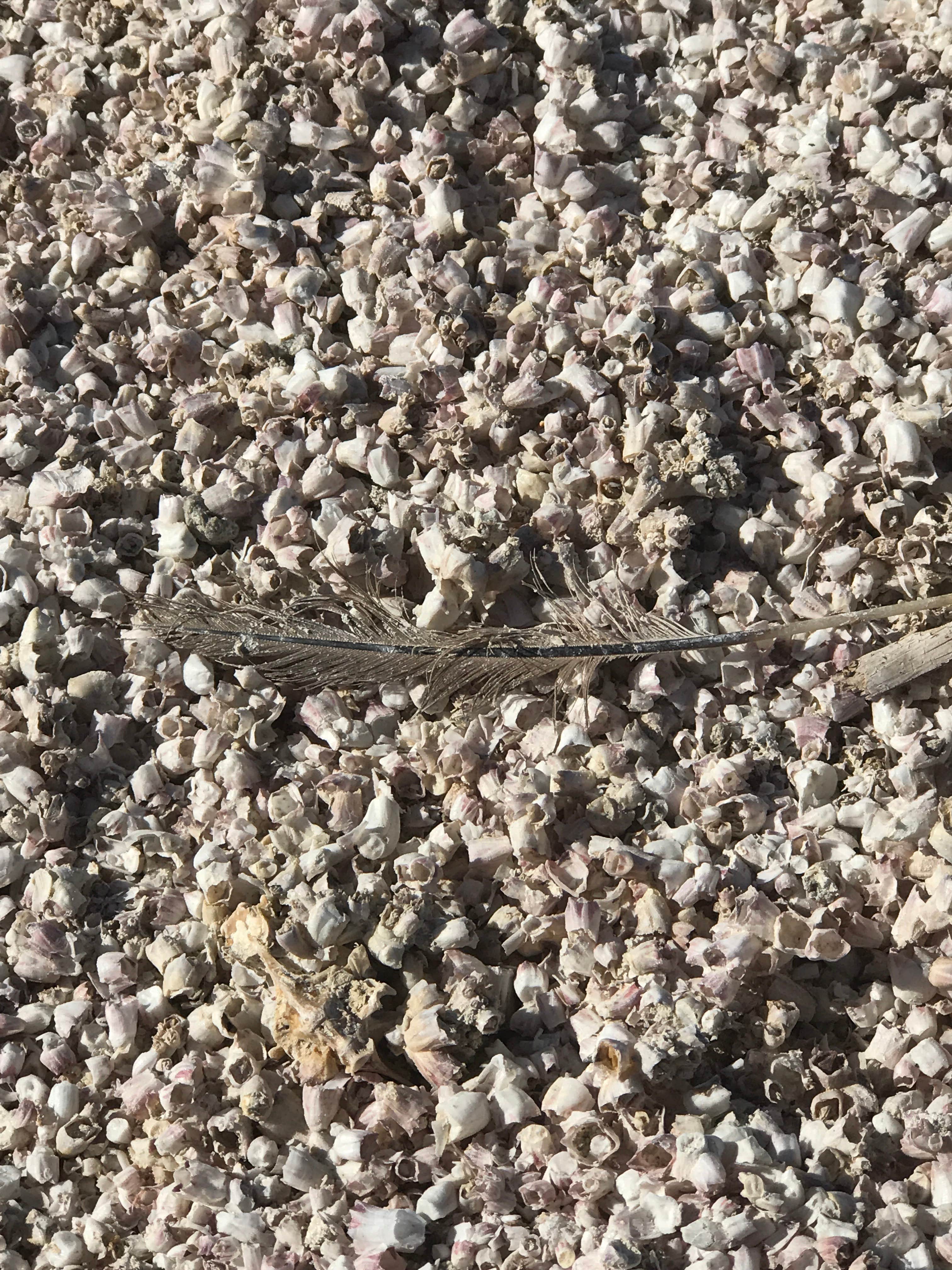 Camper-submitted photo at Mecca Beach Campground — Salton Sea State Recreation Area near Coolidge Springs, CA
