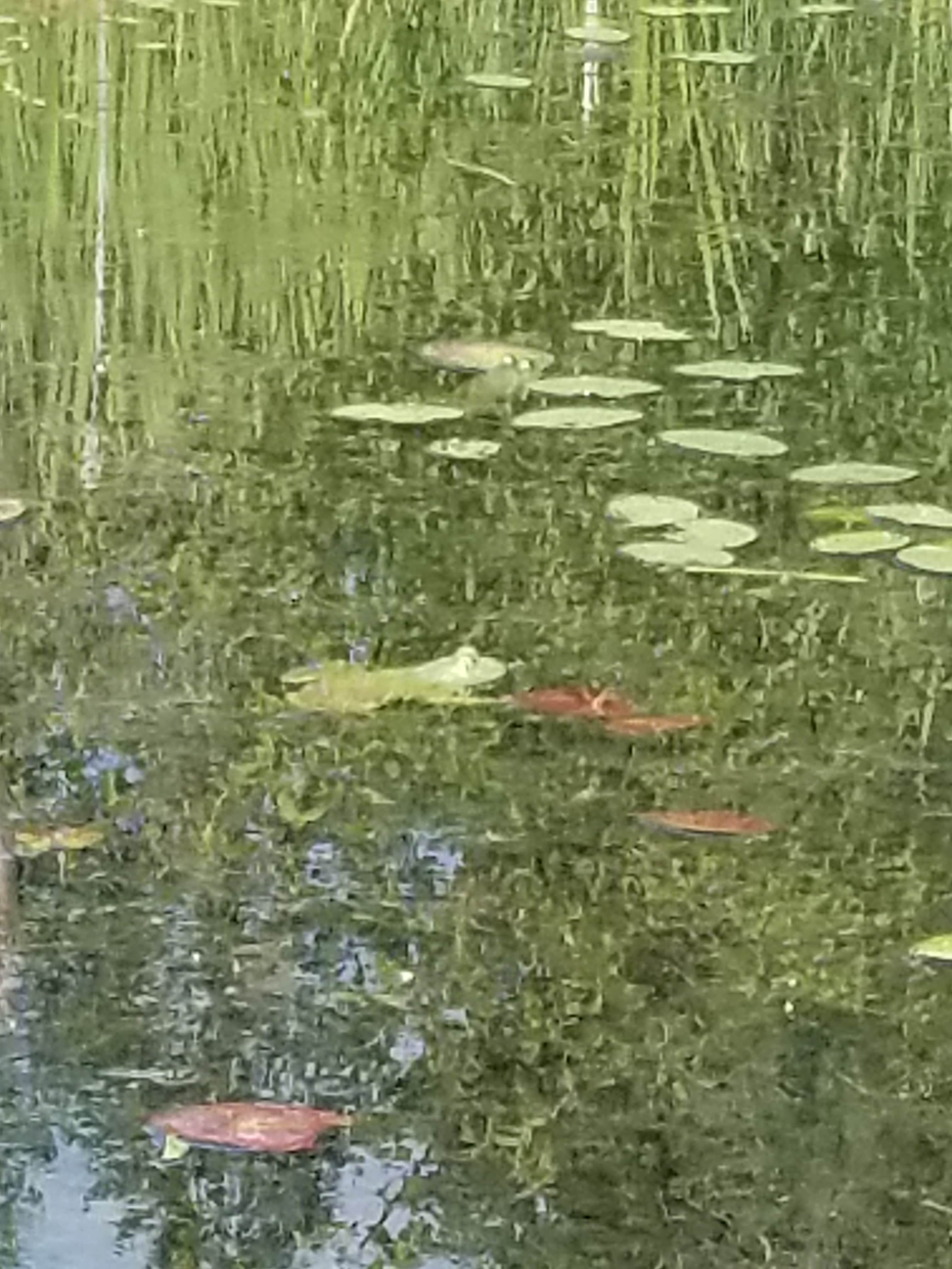 Camper-submitted photo at Mirror Lake near Ponderay, ID