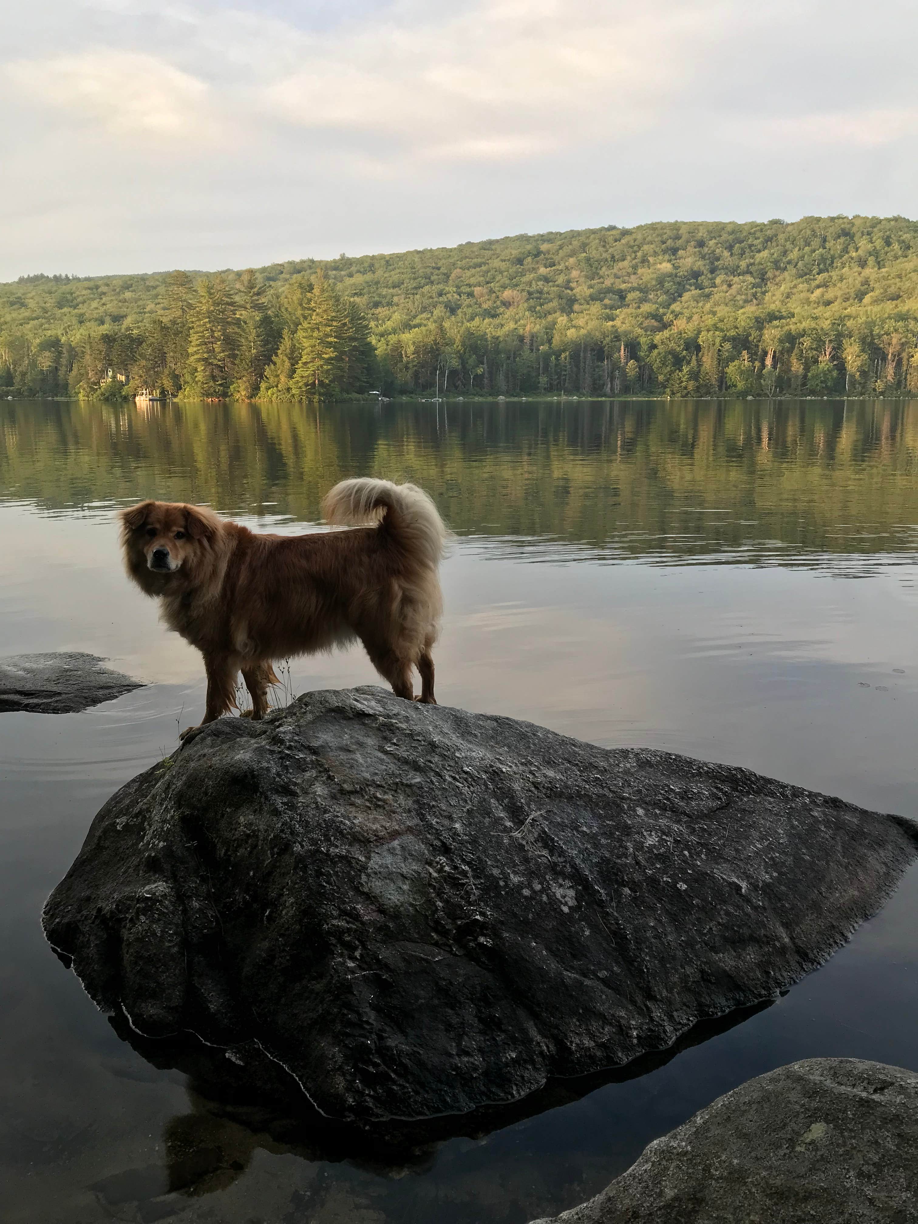 Danielle S.'s photo of camping with pets at Ricker Pond State Park Campground near West Newbury, VT
