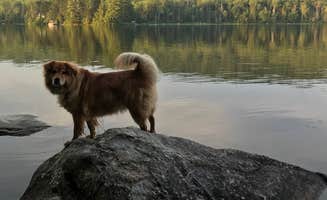 Danielle S.'s photo of camping with pets at Ricker Pond State Park Campground in Vermont