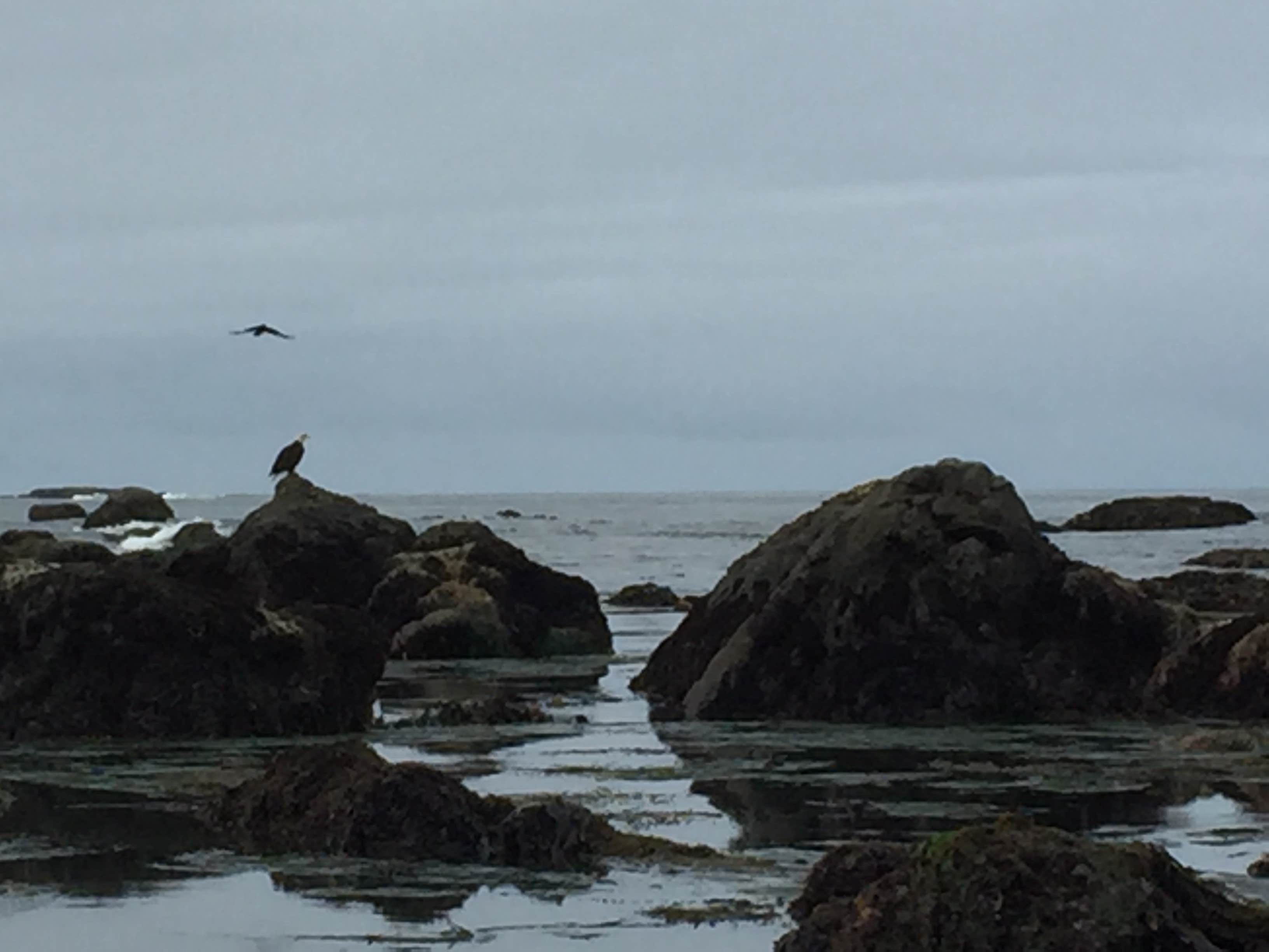 Camper-submitted photo at Third Beach Camping — Olympic National Park near Forks, WA