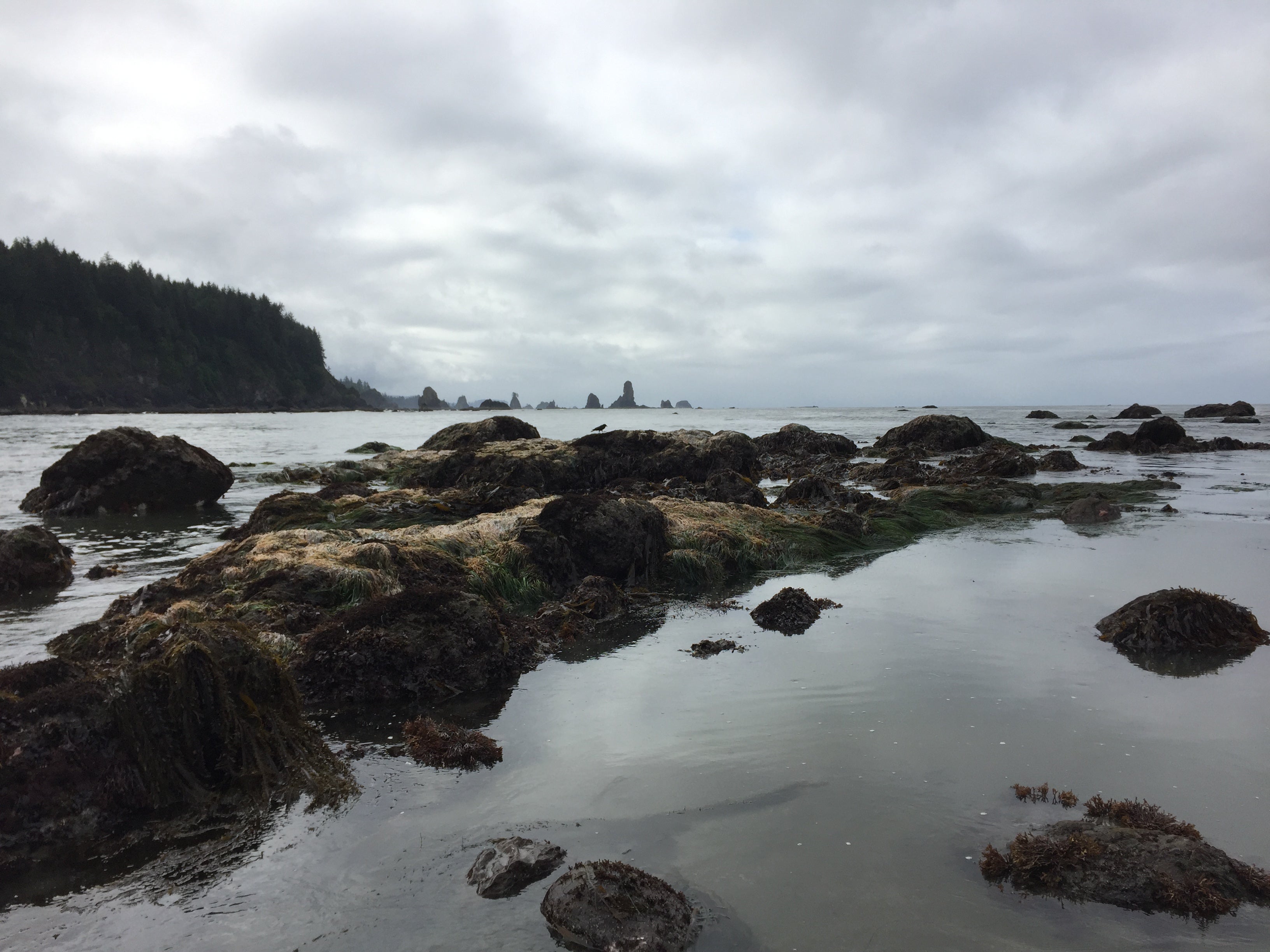 Camper submitted image from Third Beach Camping — Olympic National Park - 2