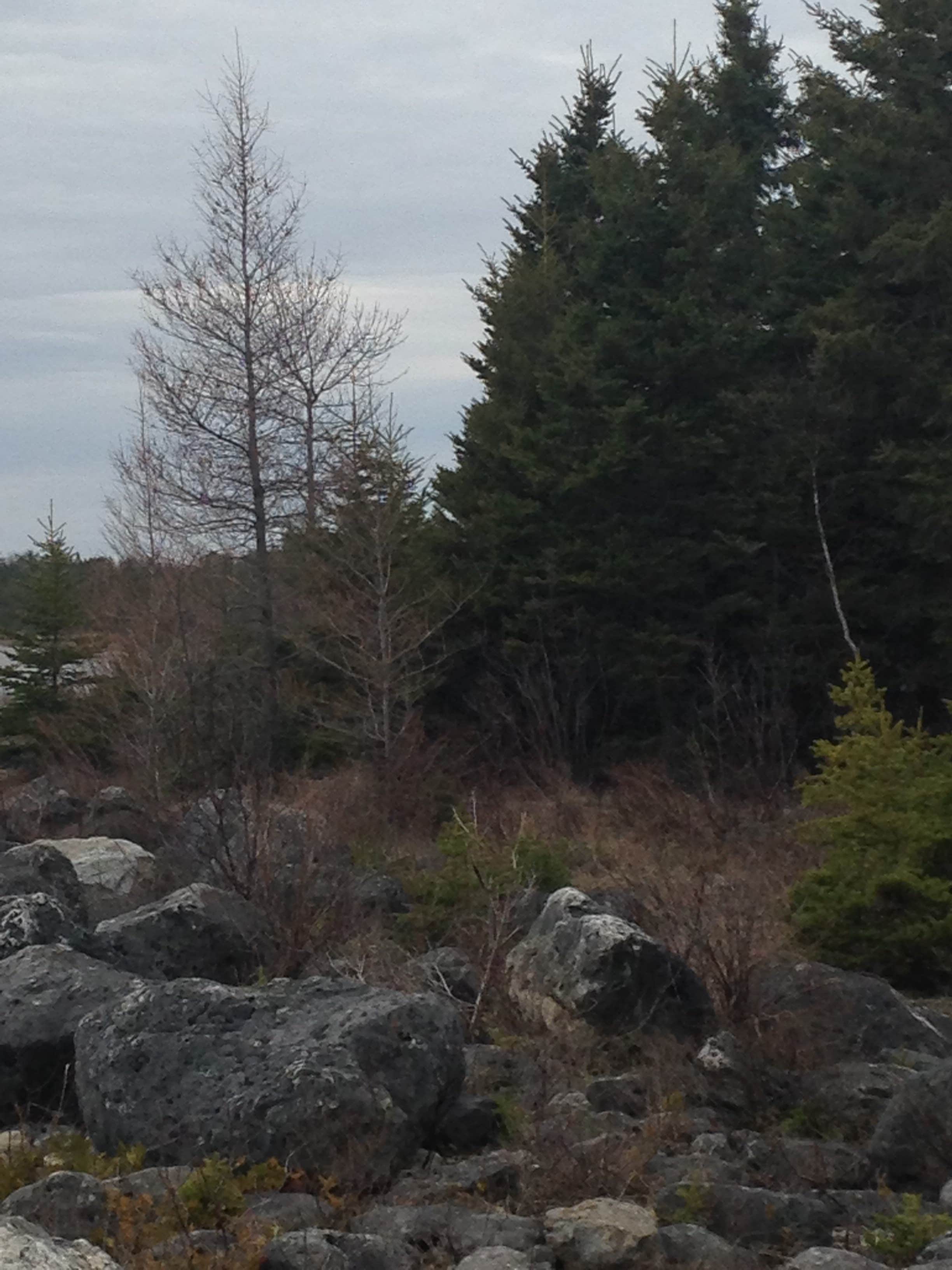 Camper-submitted photo at Hog Island Point State Forest Campground near Eckerman, MI