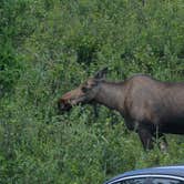 Review photo of Riley Creek Campground — Denali National Park by Staci J., July 28, 2016