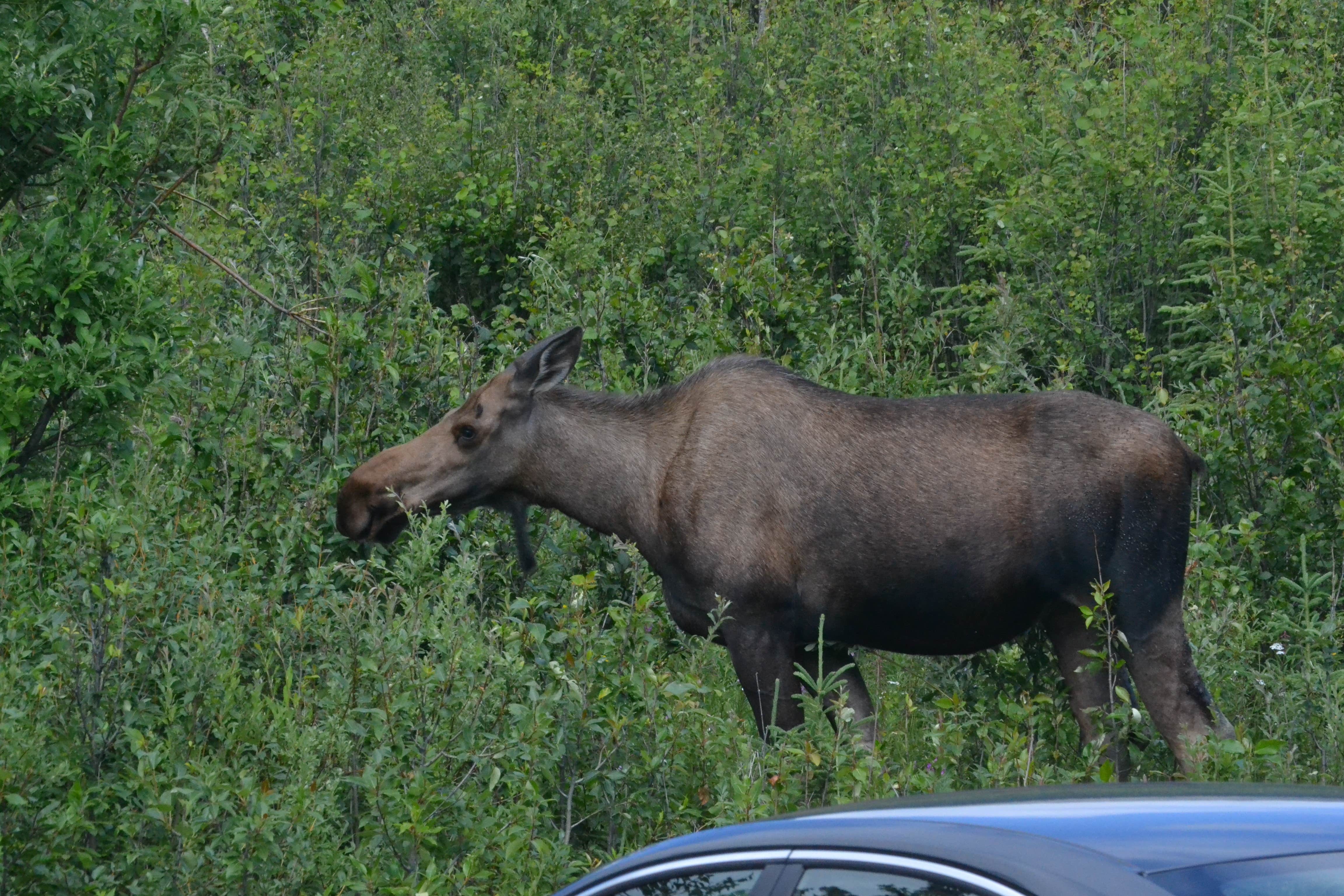 Camper submitted image from Riley Creek Campground — Denali National Park - 5