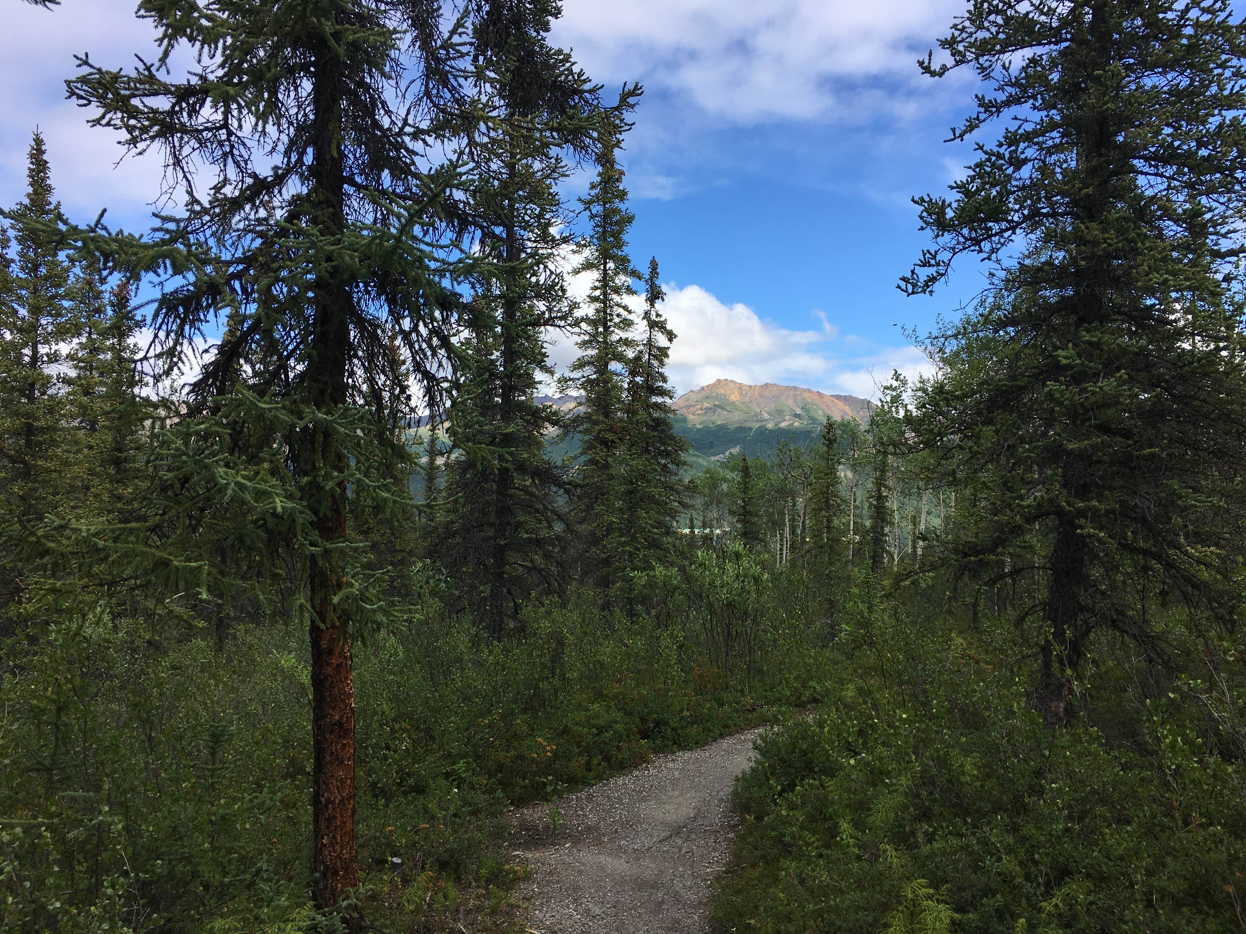 Camper submitted image from Riley Creek Campground — Denali National Park - 3