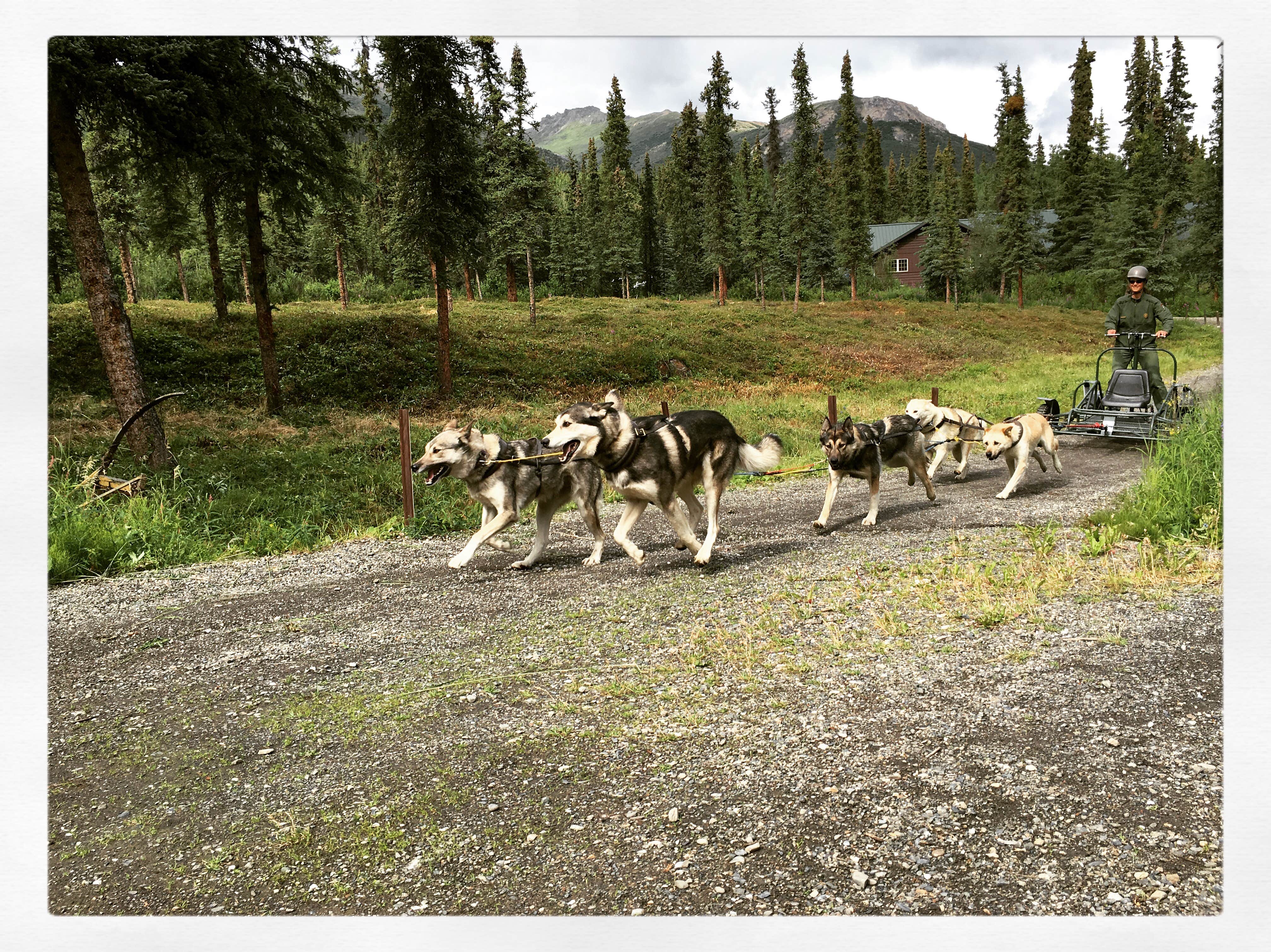 Staci J.'s photo of camping with pets at Riley Creek Campground — Denali National Park near Denali National Park