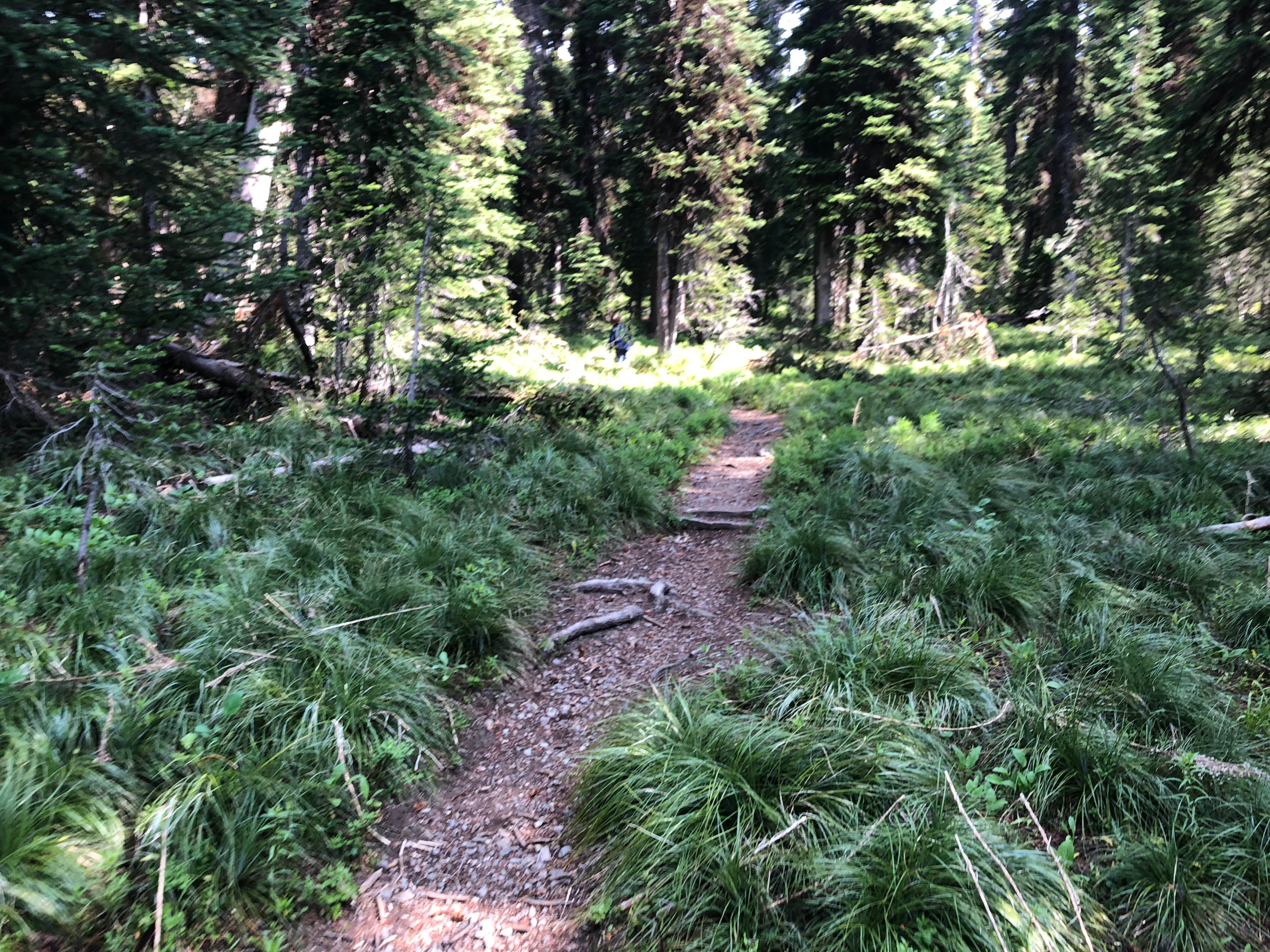 Camper-submitted photo at Lake Elsina - Dispersed near Missoula, MT