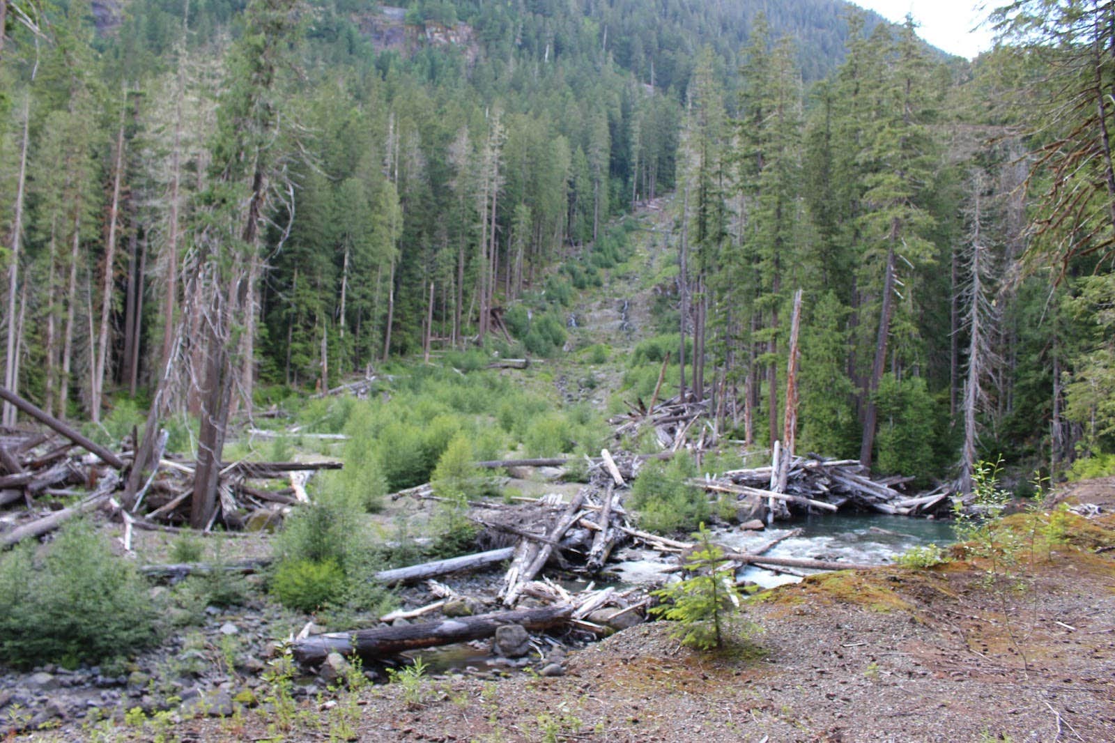 Camper submitted image from Ohanapecosh Campground — Mount Rainier National Park - 3