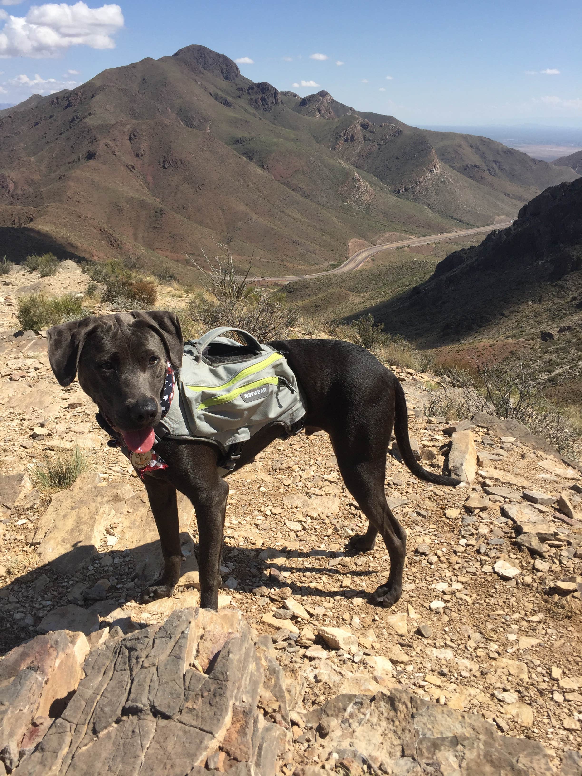 Chelsea O.'s photo of camping with pets at Franklin Mountains State Park Campground near Clint, TX