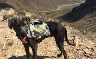 Chelsea O.'s photo of camping with pets at Franklin Mountains State Park Campground near El Paso, TX