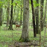 Review photo of Long Hunter State Park Campground by DrDavid P., July 31, 2018