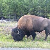 Review photo of Madison Campground — Yellowstone National Park by phillip L., July 29, 2016