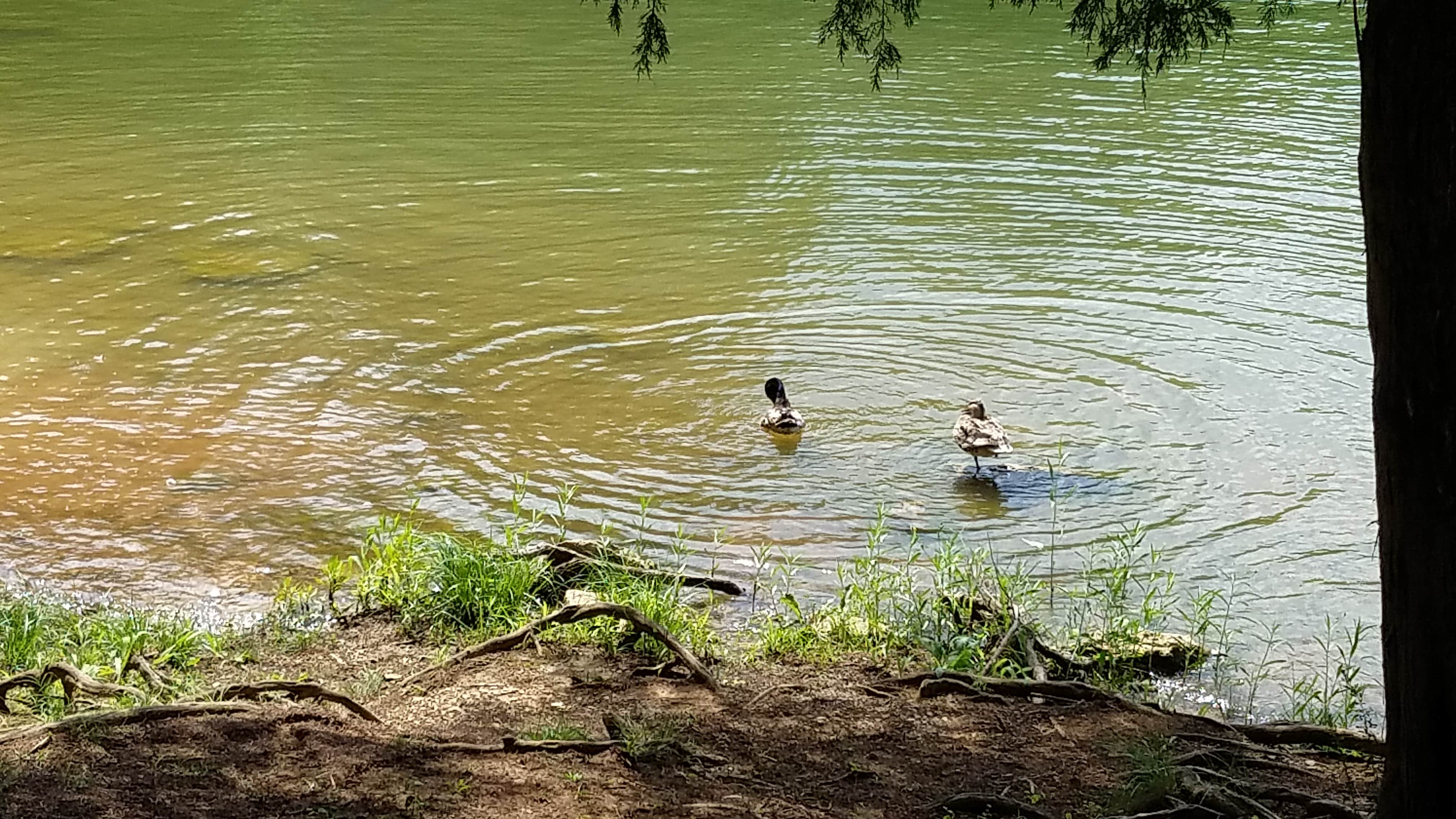 Camper submitted image from Smith Springs - 4
