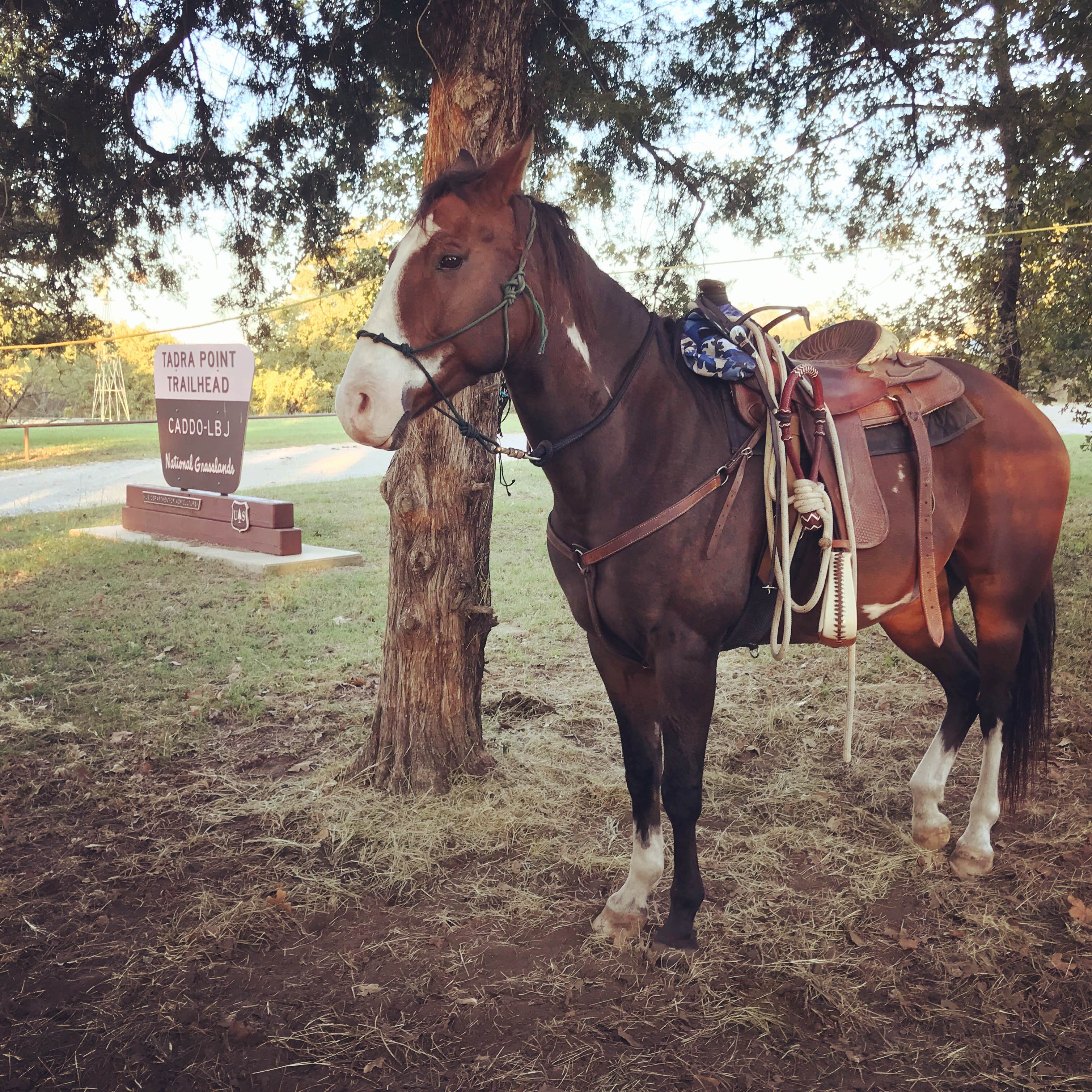 Emily T.'s photo of camping with a horse at LBJ Lyndon B Johnson National Grasslands near Savannah, TX
