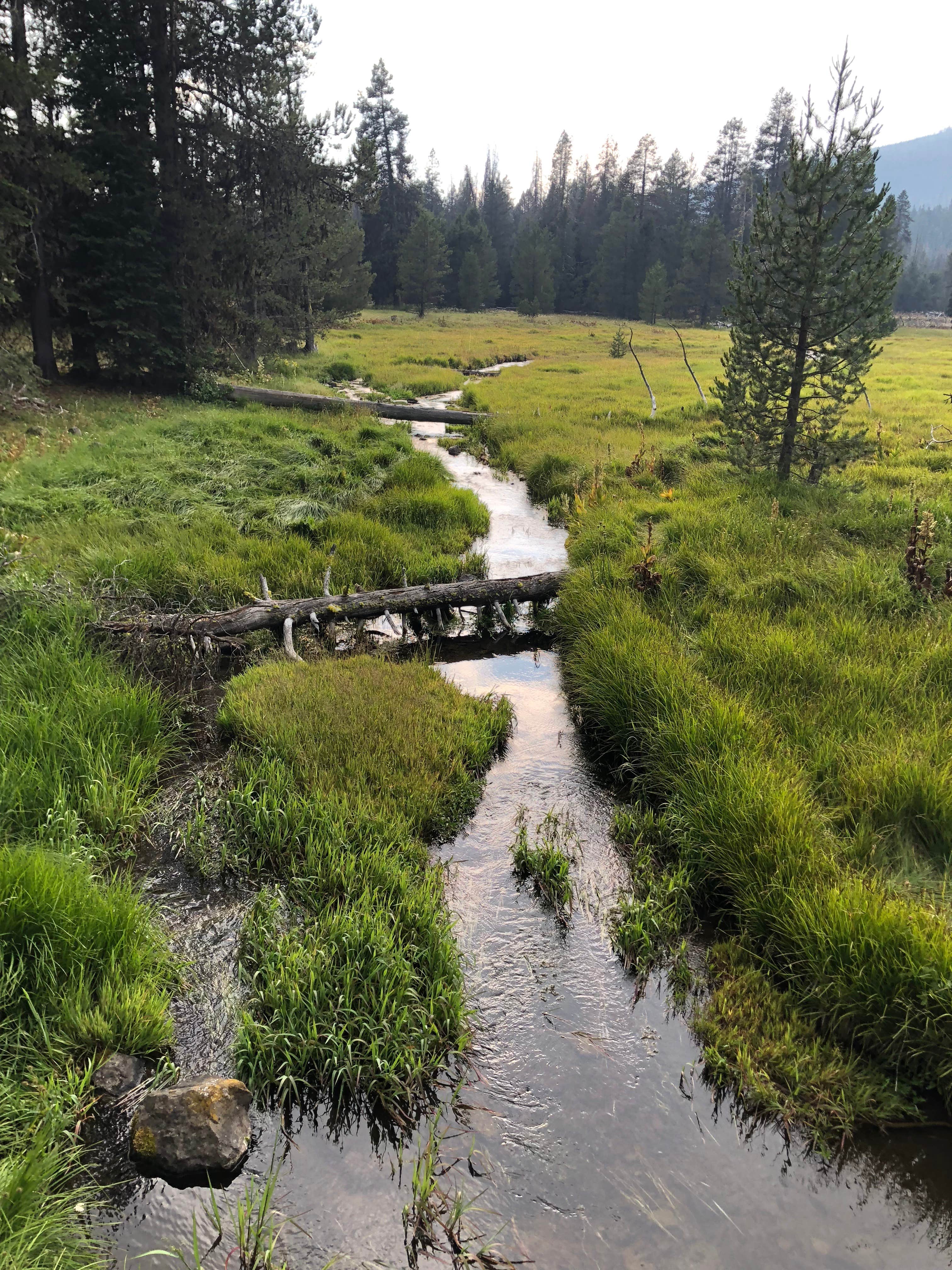 Camper submitted image from Martins Dairy Campground - 4