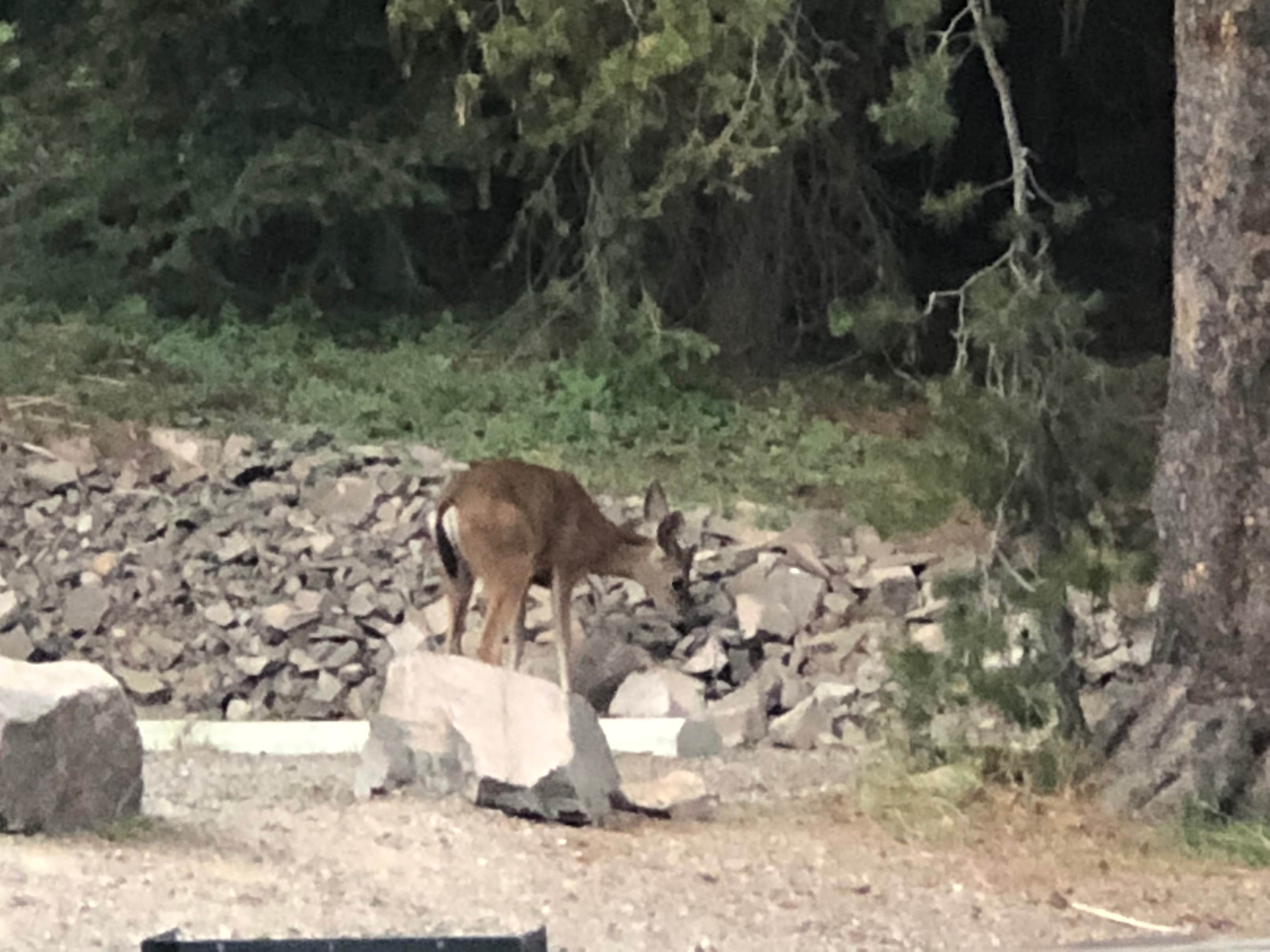 Camper submitted image from Martins Dairy Campground - 3