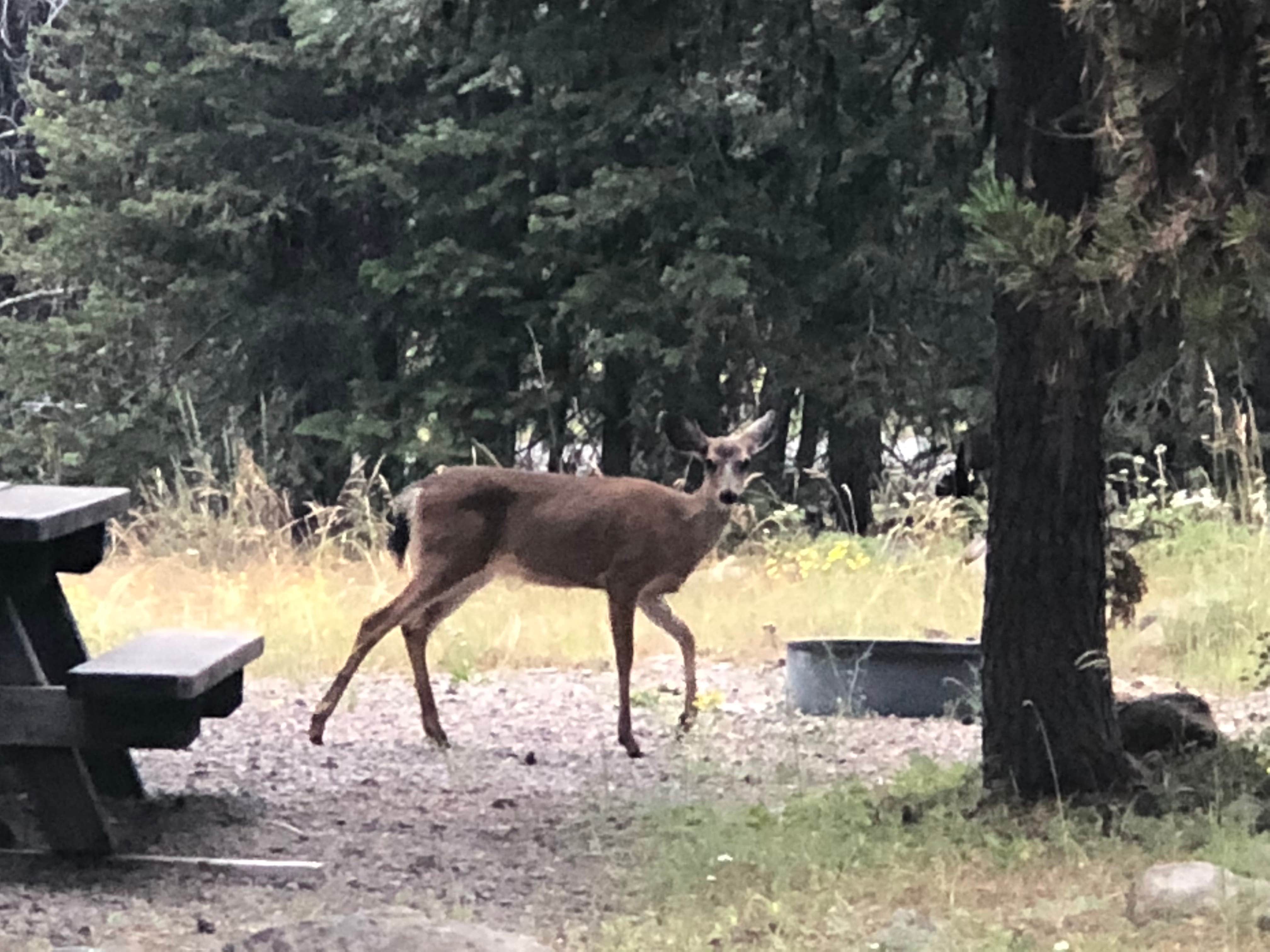 Camper submitted image from Martins Dairy Campground - 4