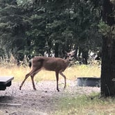 Review photo of Martins Dairy Campground by James E., July 31, 2018