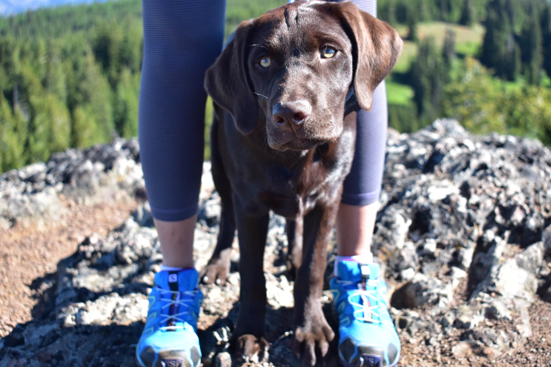 Sasha W.'s photo of camping with pets at Lodgepole Campground near Butte, MT