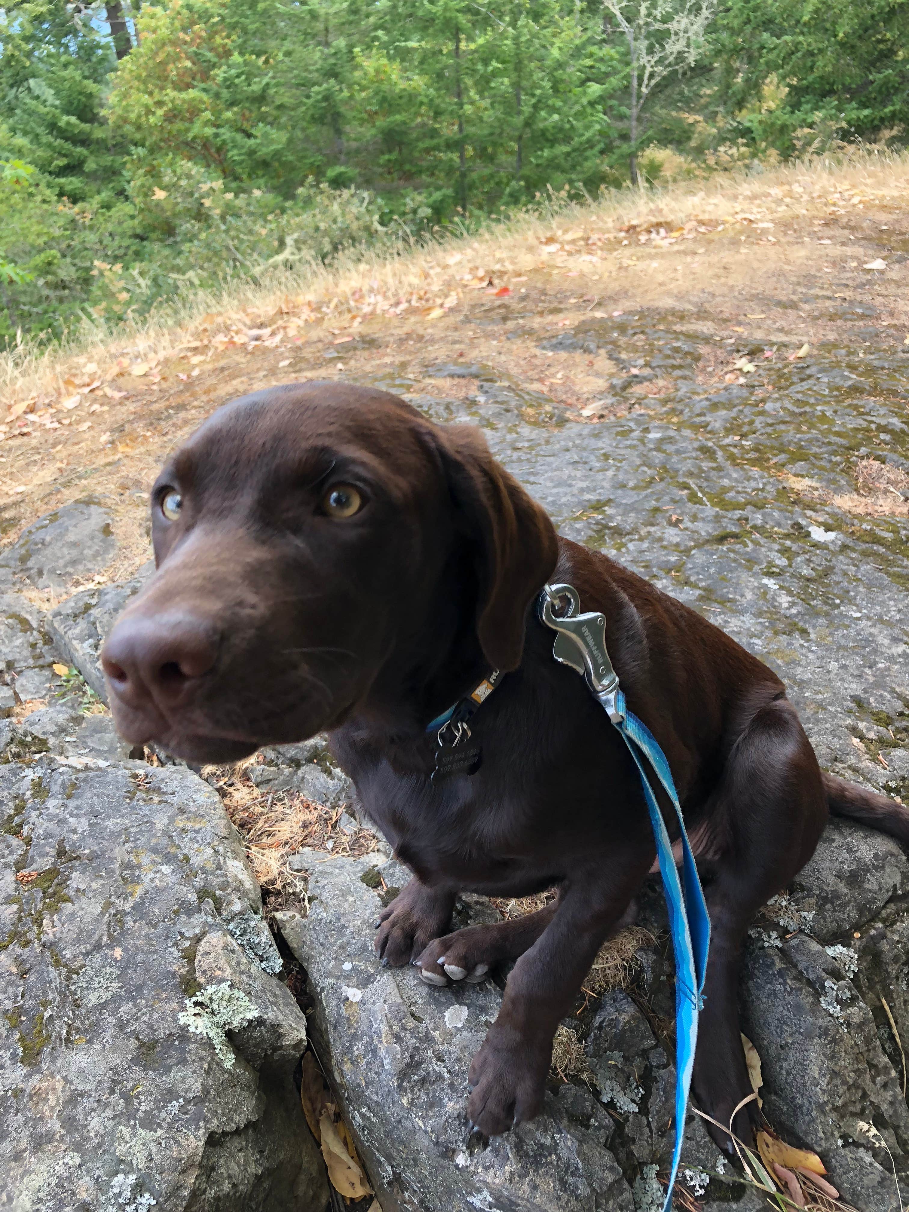 Camper-submitted photo at Lodgepole Campground near Gibbonsville, ID