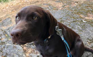 Sasha W.'s photo of camping with pets at Lodgepole Campground near Divide, MT