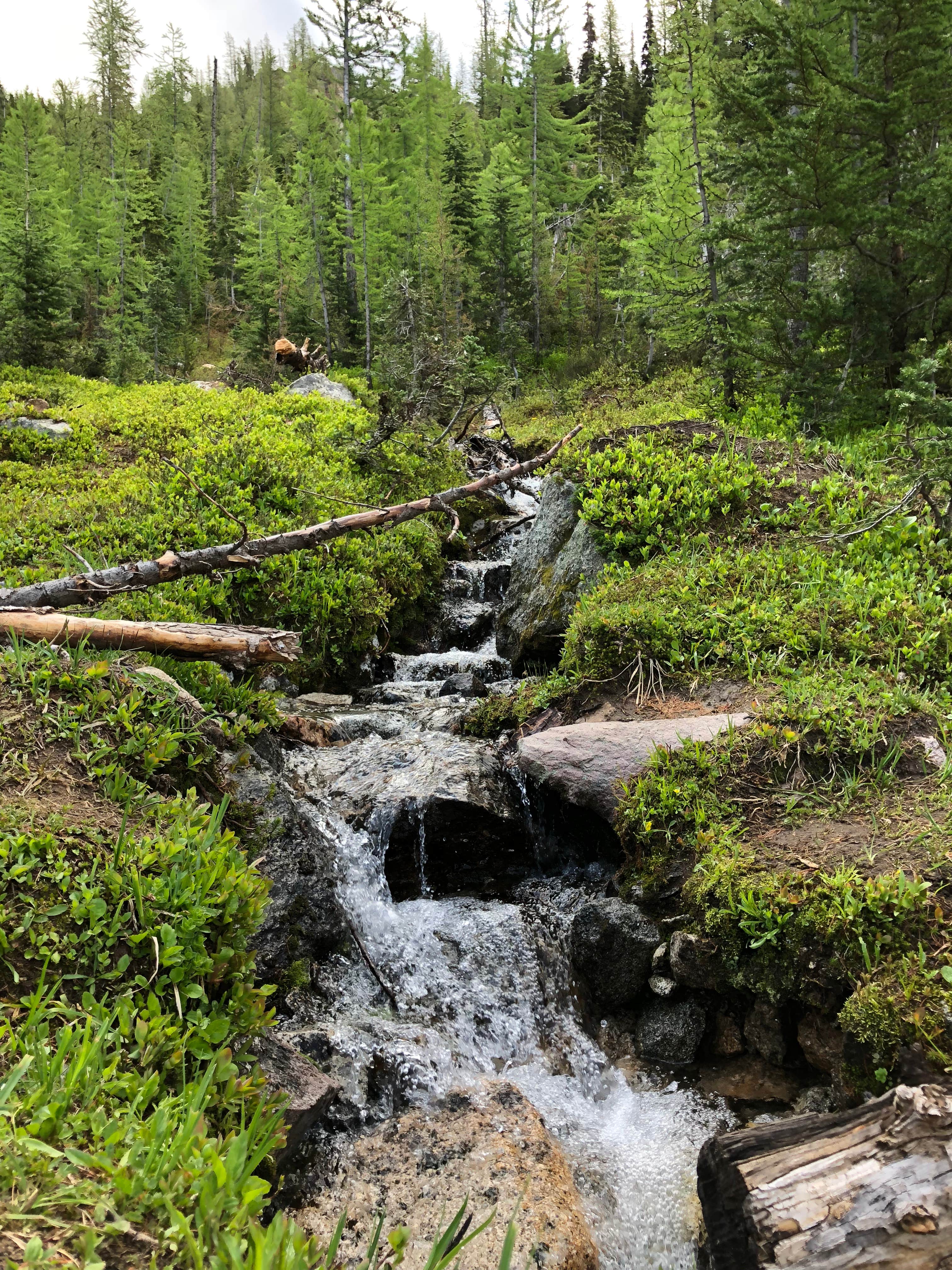 Camper submitted image from Lodgepole Campground - 5