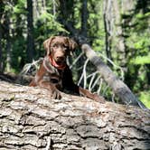 Review photo of Lodgepole Campground by Sasha W., July 31, 2018