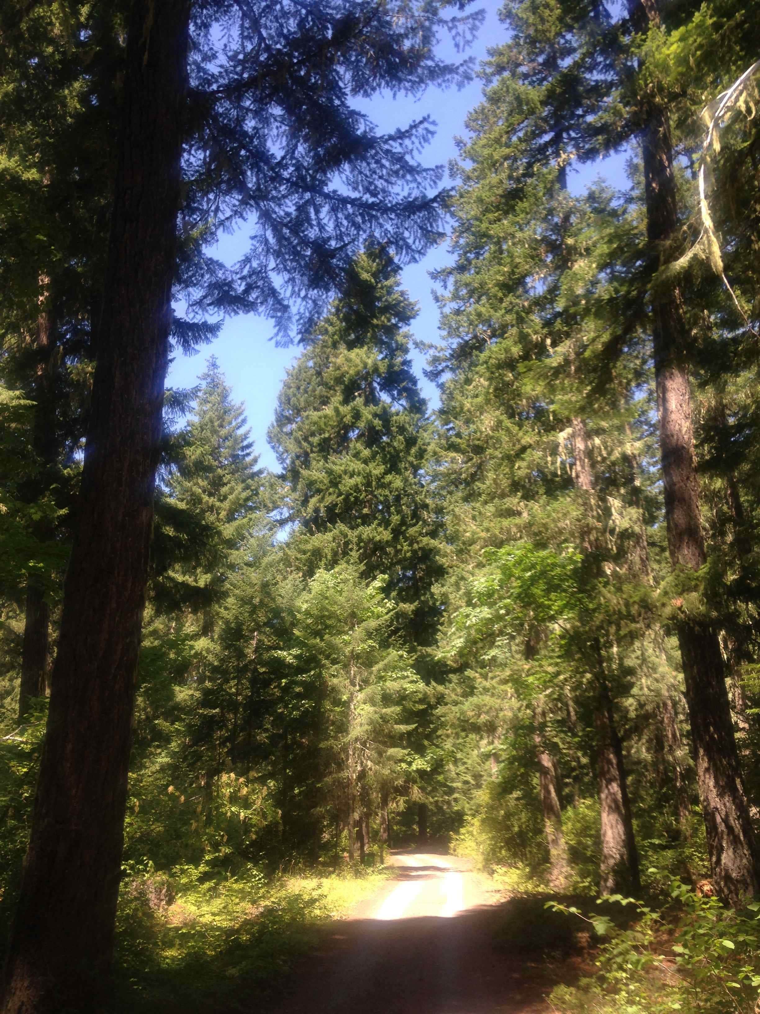 Camper submitted image from Trout Creek - 2
