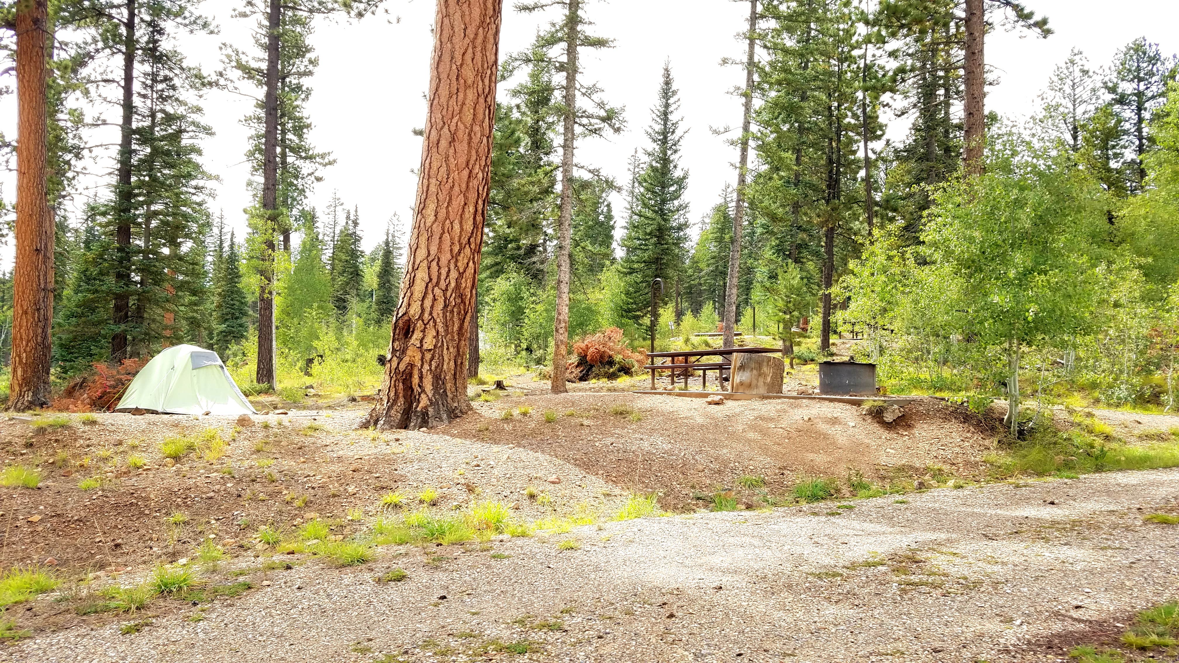 Camper-submitted photo at DeMotte National Forest Campground near Supai, AZ