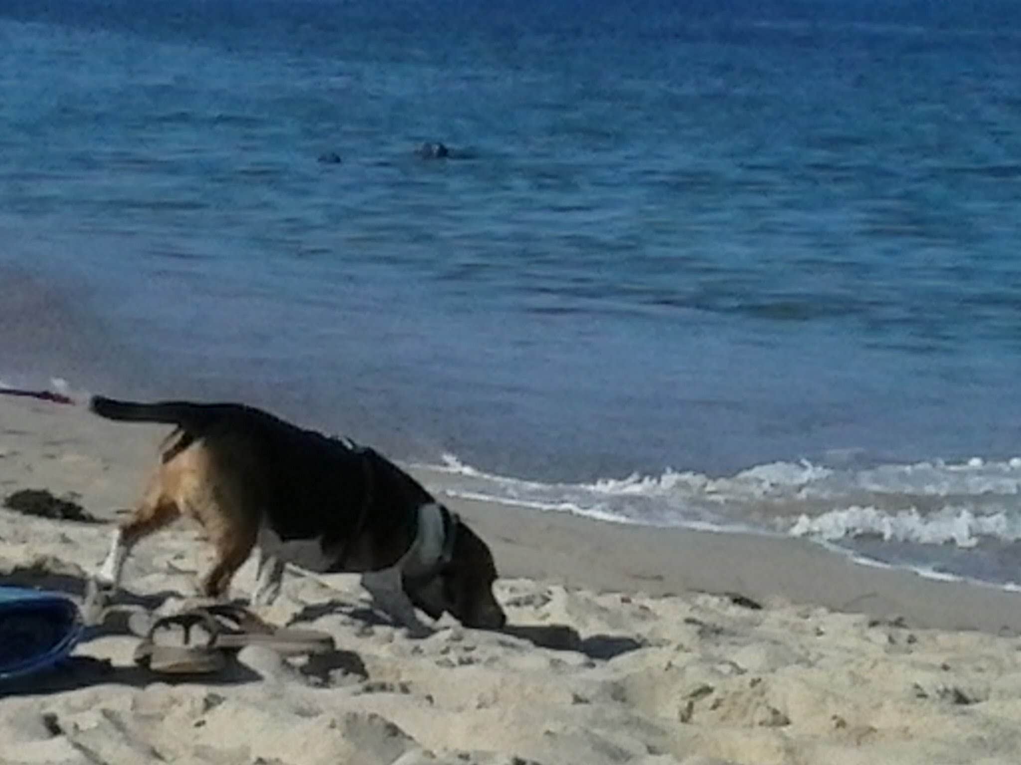 Naomi R.'s photo of camping with pets at Nickerson State Park Campground near Hyannis, MA