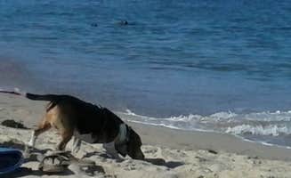 Naomi R.'s photo of camping with pets at Nickerson State Park Campground near Hyannis, MA