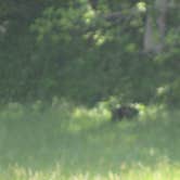 Review photo of Cades Cove Campground by Megan B., July 29, 2016
