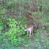 Review photo of Cades Cove Campground by Megan B., July 29, 2016