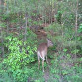 Review photo of Cades Cove Campground by Megan B., July 29, 2016
