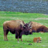 Review photo of Madison Campground — Yellowstone National Park by Michael J., July 31, 2018